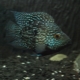 Diamond cichlazoma: what does it look like and how to care for it?