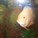 Cichlazoma flamingo: description, care, breeding and compatibility