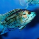 Cichlazoma: description, types and content