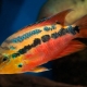 Tsichlazoma salvini: description, care, breeding, compatibility