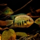Cichlazoma severum: varieties, tips for care and breeding