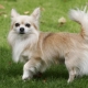 Decorative dogs: description of breeds and features of content