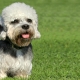 Dandy Dinmont Terrier: breed features and tips for caring for dogs