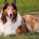 Rough collie: characteristics and content of the breed