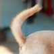 Why does a dog need a tail?