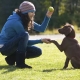 Puppy and adult dog training: features and basic commands