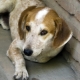 Mongrels: a description of mongrel dogs and the subtleties of raising them