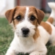 Jack Russell Terrier Broken: features of coat type, dog care
