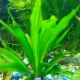 Echinodorus: description of the aquarium plant, types and content