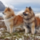 Eurasiers: description of dog breeds, temperament and basics of care