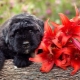 Bouvier of Flanders: description of dog breeds, temperament and care