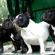 French Bulldog: all information about the breed