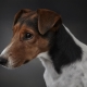 Smooth fox terriers: what do they look like and how to keep them?