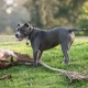 Smooth-haired dog breeds: description and nuances of care