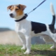 Smooth-haired Jack Russell Terrier: appearance, character and rules of care