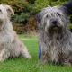 Glen of Imaal Terrier: description of the Irish breed and dog care