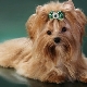 Golddust Yorkshire Terrier: features and secrets of content