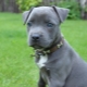 Blue Staffordshire Terrier: what does it look like and how to care for it?