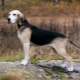Beagle dogs: varieties of breeds, especially their content