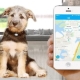 GPS trackers for dogs: why are you needed and how to choose them?