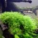 Hemianthus: species and content of aquarium plants