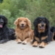 Hovawart: origin, temperament, care basics