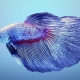 Names for cock fish: selection by gender and color