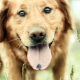 Interesting, funny and little-known facts about dogs