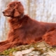 Irish Setter: breed characteristics, temperament and grooming tips