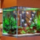 Artificial plants for aquarium: uses, pros and cons