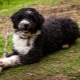 Spanish Water Dog: description, nature and content of the breed