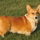 History of the Welsh Corgi breed