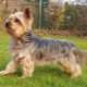 History of the origin of the Yorkshire Terrier breed