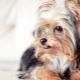 Yorkshire Terriers: breed standards, character, varieties and content