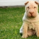 How and what to feed a Shar Pei?