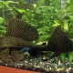 How and what to feed catfish in an aquarium?