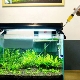 How and from what can you make fertilizers for aquarium plants with your own hands?