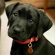 What can you call a black dog?