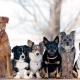 How can you determine the breed of a dog?
