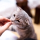 How can you tame a cat?