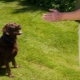 How to teach a dog the Voice command?