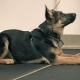How to teach a dog to lie down?