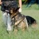 How to teach a dog to command nearby?