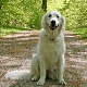 How to teach a dog to sit command?