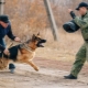 How to train a dog to command Fas?