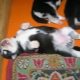 How to determine the sex of a puppy?