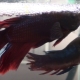 How to distinguish a female from a male cockerel fish?