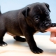 How to wean a puppy from biting?