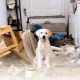 How to stop a dog from chewing on everything?
