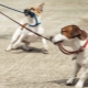 How to stop your dog from pulling the leash?